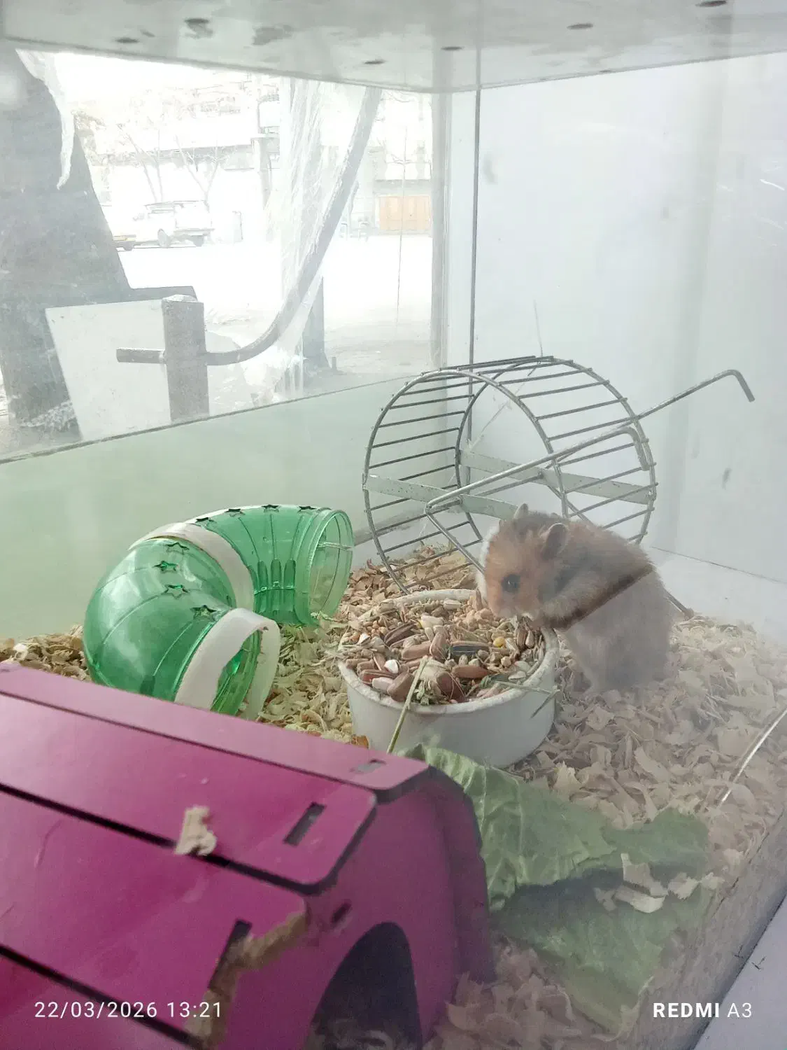 همستر|موش و خرگوش|تهران, تهرانپارس شرقی|دیوار