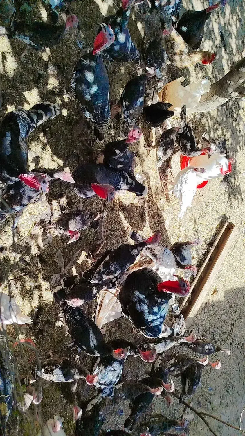 بغلمون نر و مادر و جوجه بغلمون|حیوانات مزرعه|اسحاق آباد, |دیوار