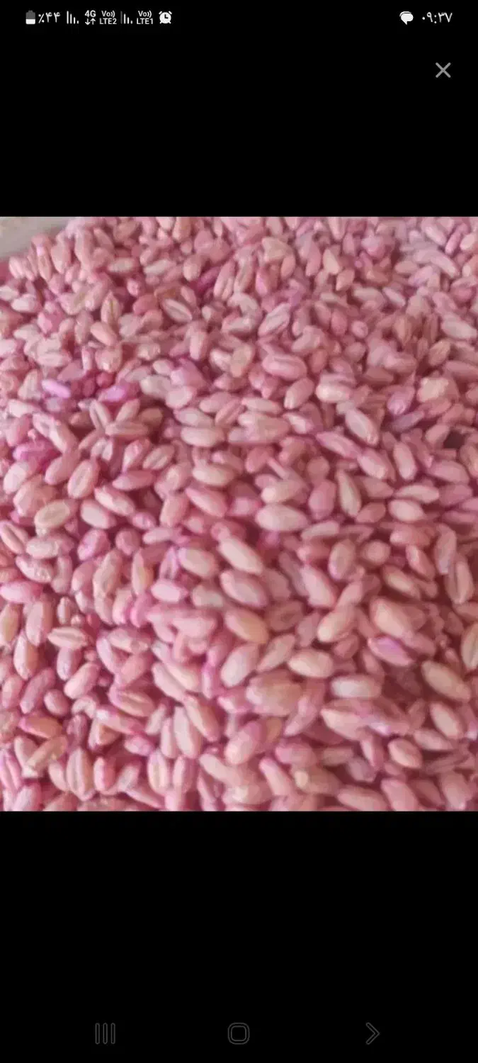 گندم|عمده‌فروشی|بیلوار, |دیوار