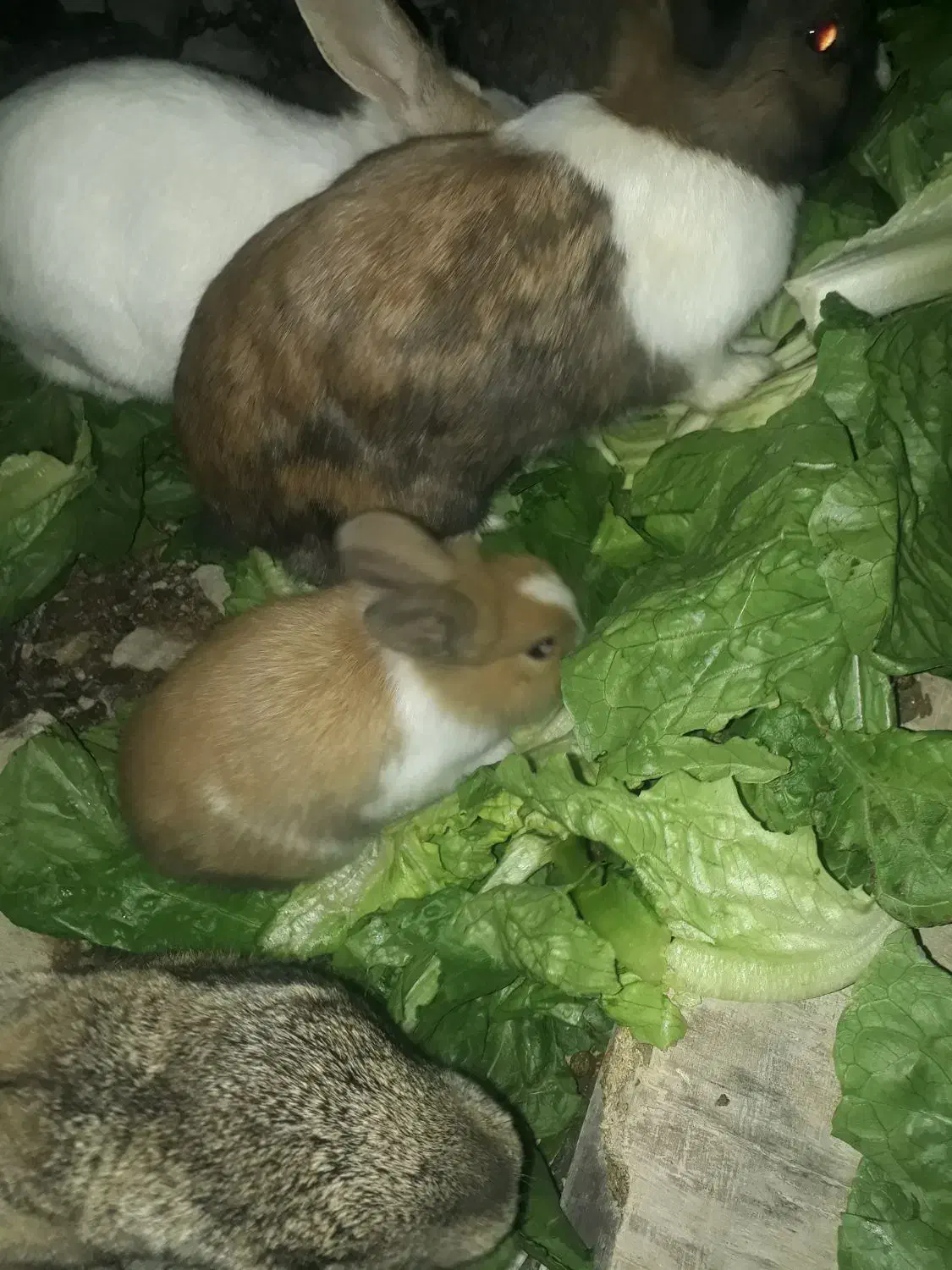 خرگوش بالغ|موش و خرگوش|رامهرمز, |دیوار