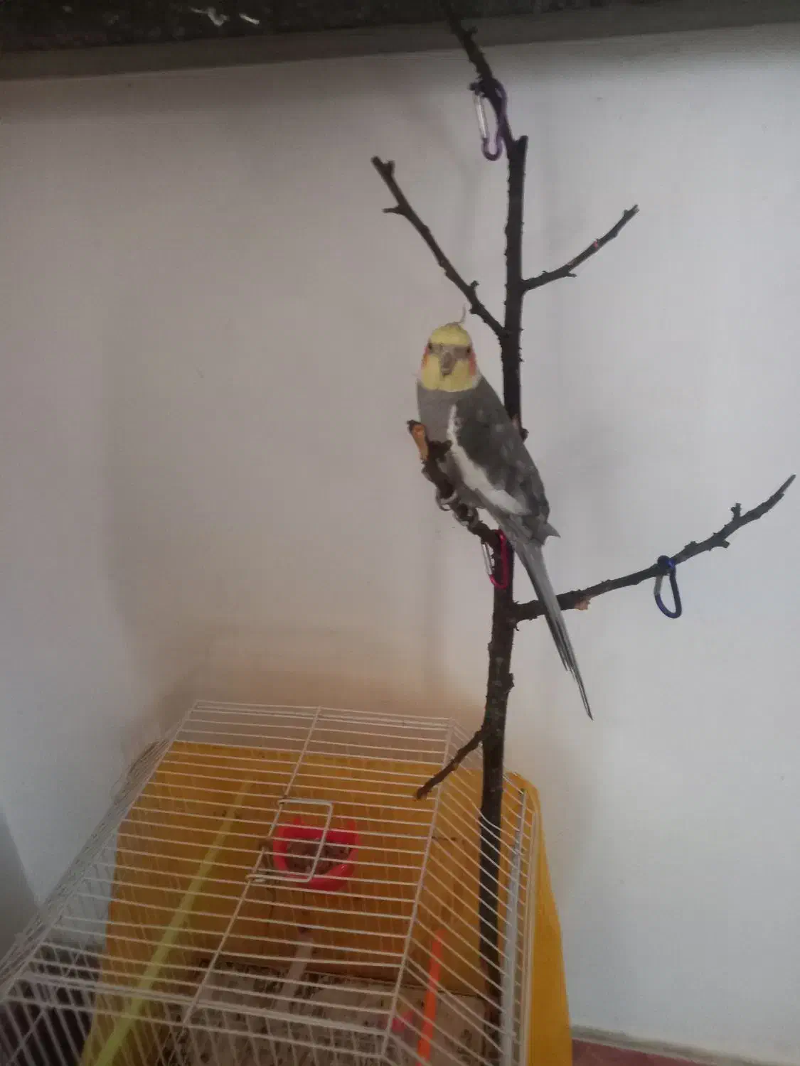 عروس هلندی نر|پرنده|کوچصفهان, |دیوار