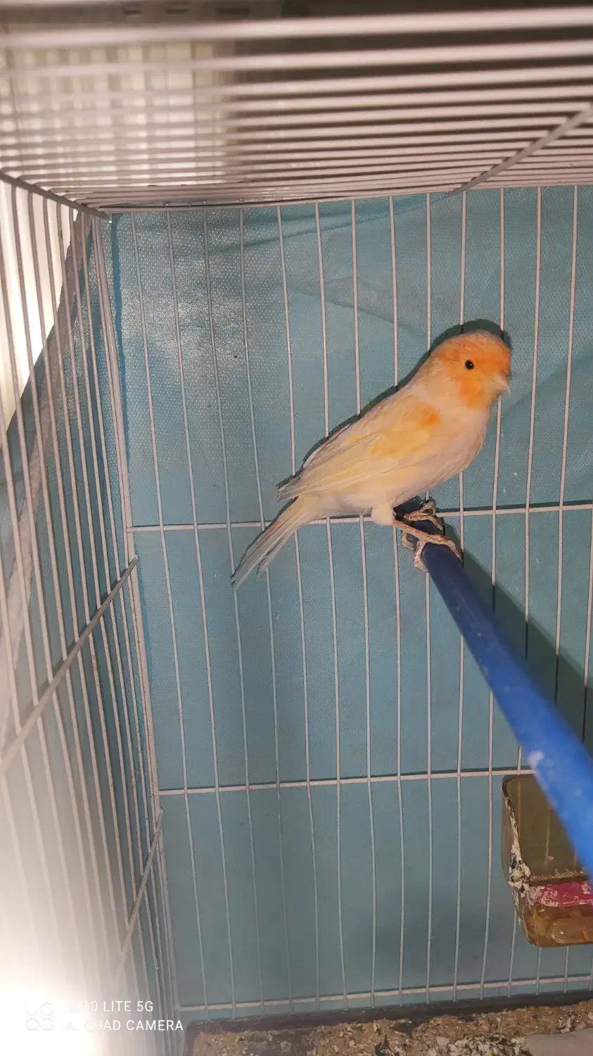 قناری نر|پرنده|مشهد, شهرک مهرگان|دیوار