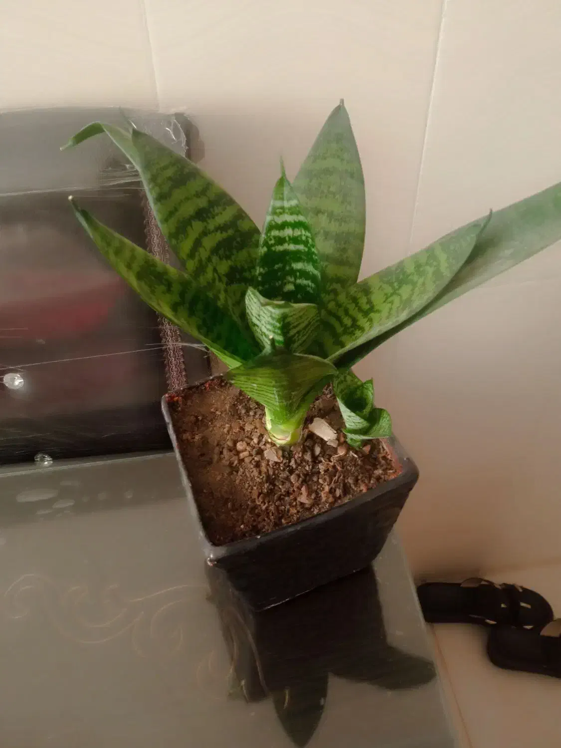 گل آپارتمانی|گل و گیاه طبیعی|کرمانشاه, |دیوار