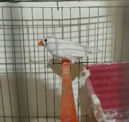 پرنده ها|پرنده|زاهدان, |دیوار