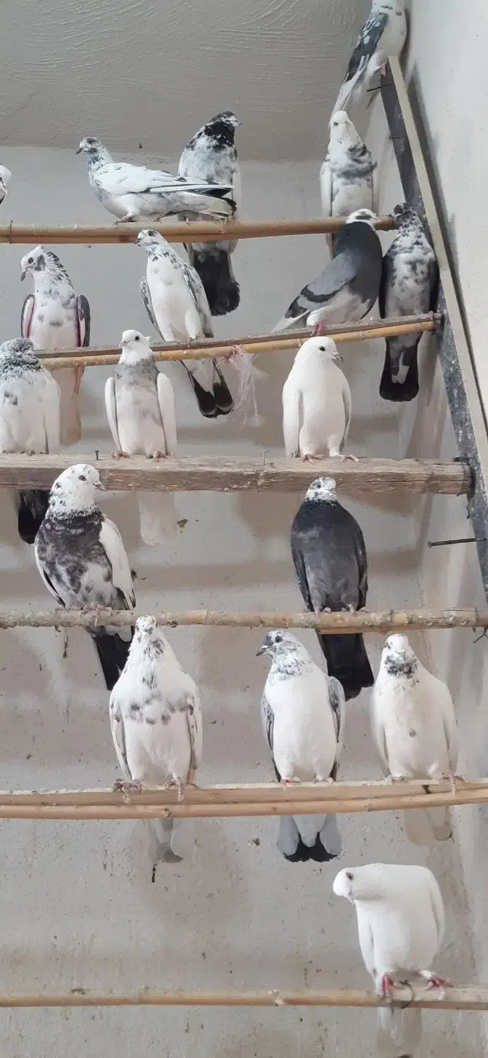 کبوتر پرشی|پرنده|کوهدشت, |دیوار