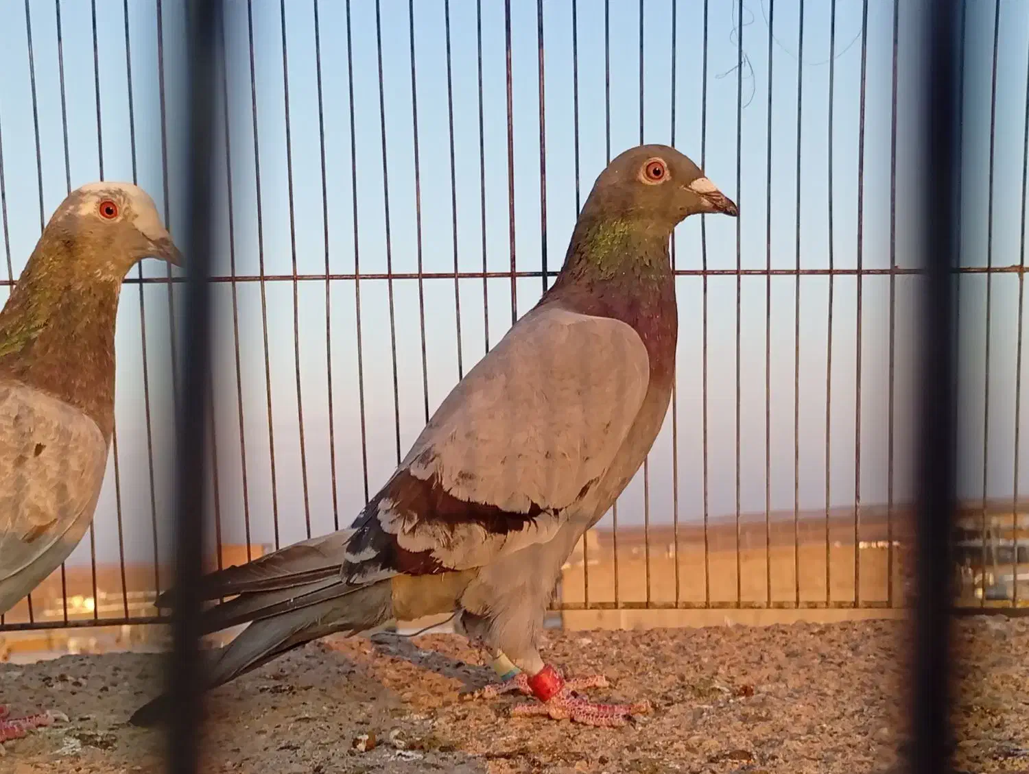 سبز پلاکی ماده درجه یک|پرنده|سبزوار, قصبه شرقی|دیوار