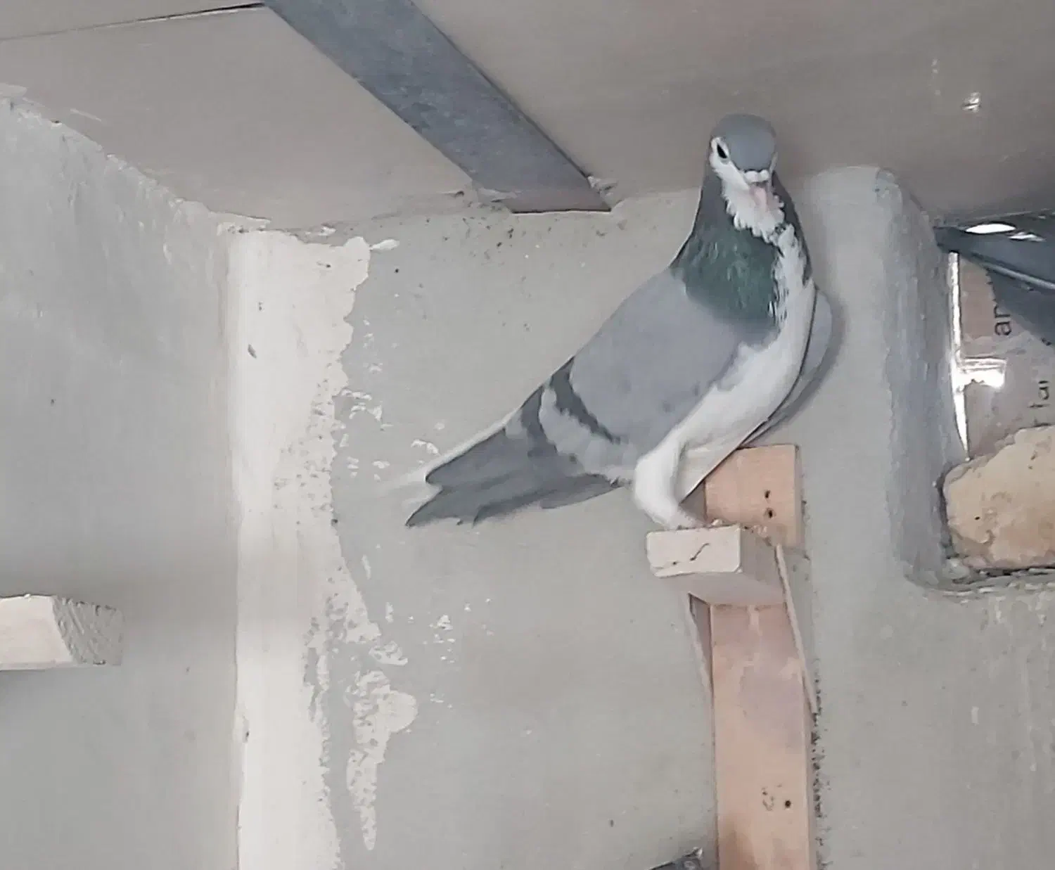 فروش کفتر شهری بدرنگ سبز و یال|پرنده|شیراز, شهرک مفتح|دیوار