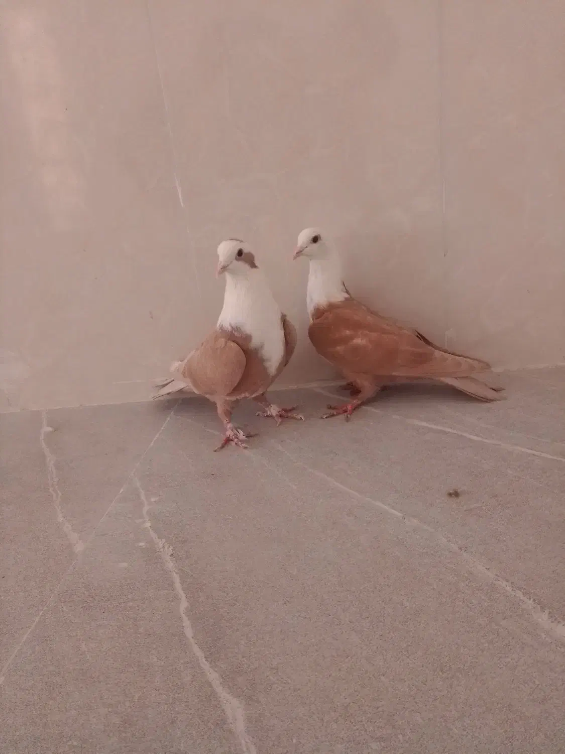 ساده سیاه و کلاغ|پرنده|نیشابور, شهرک اندیشه|دیوار