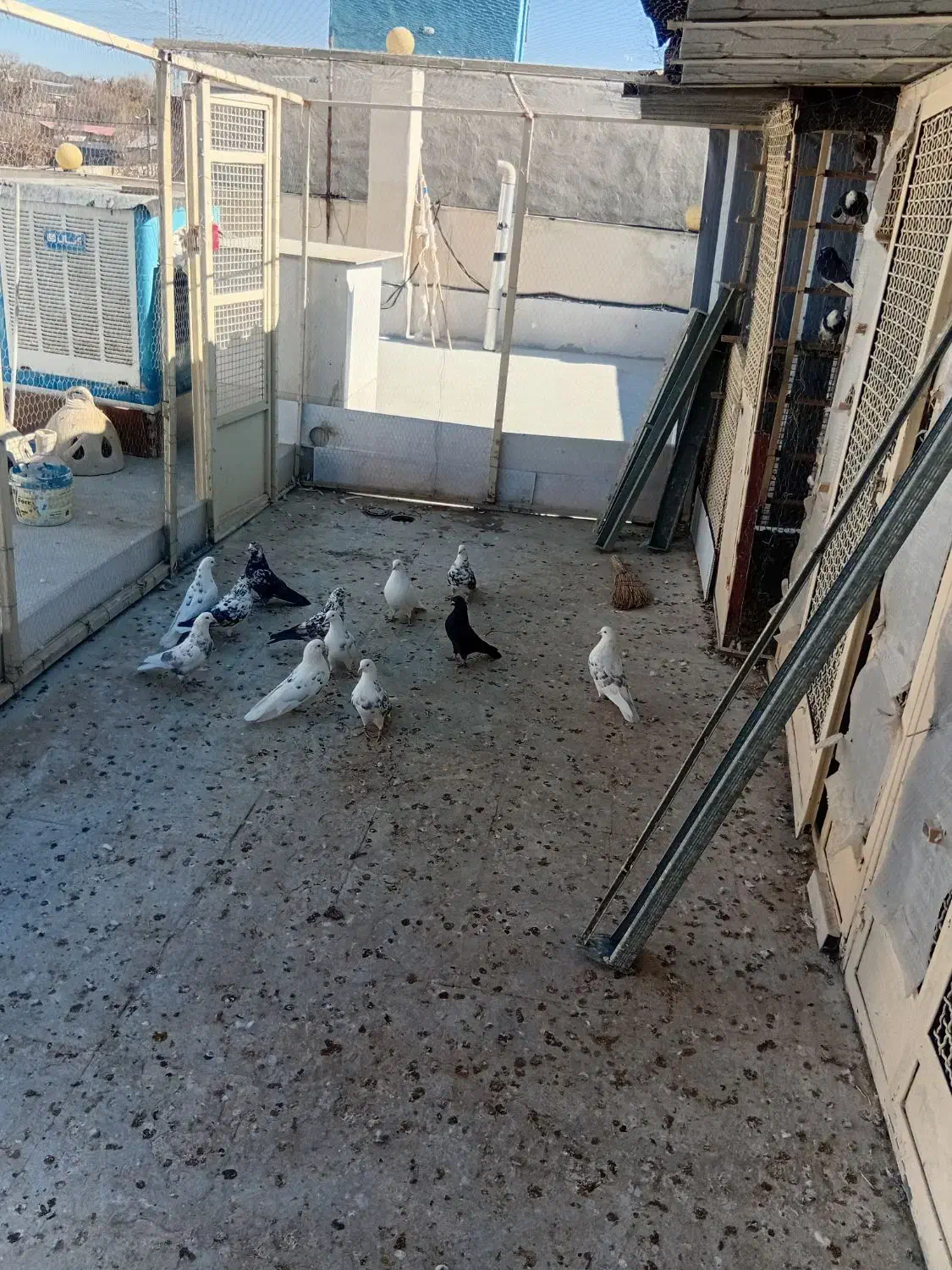 کفتر|پرنده|آبسرد, |دیوار