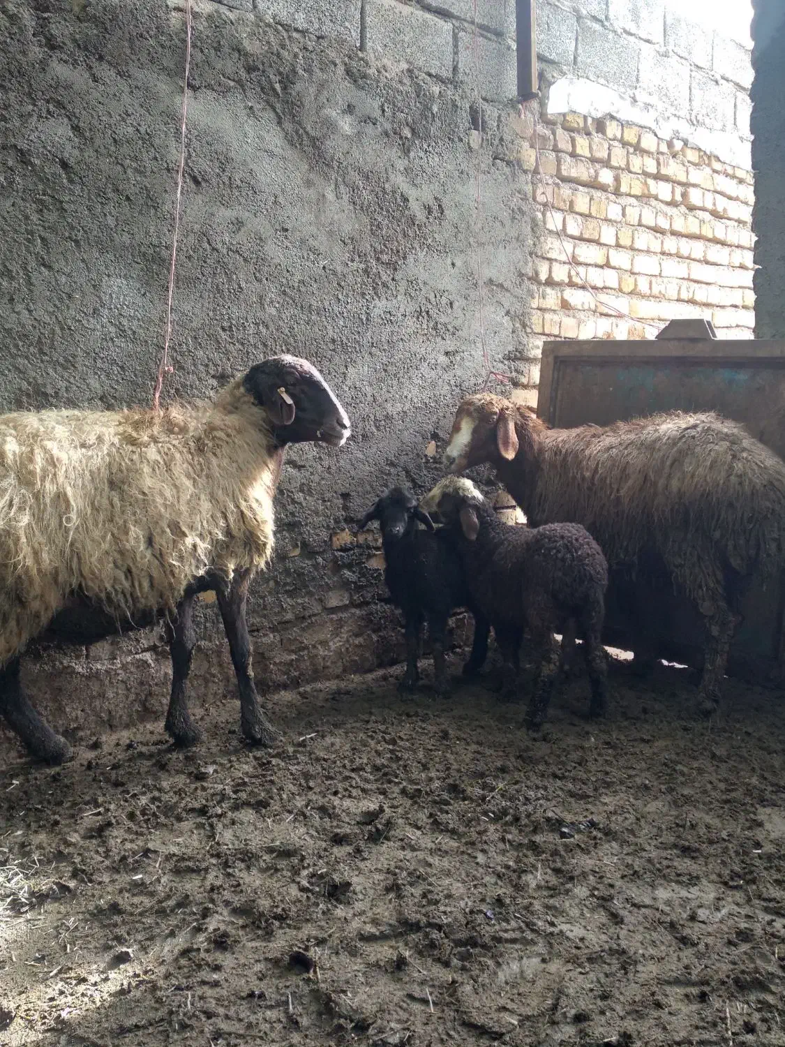 میش بره دار|حیوانات مزرعه|بشاریات, |دیوار