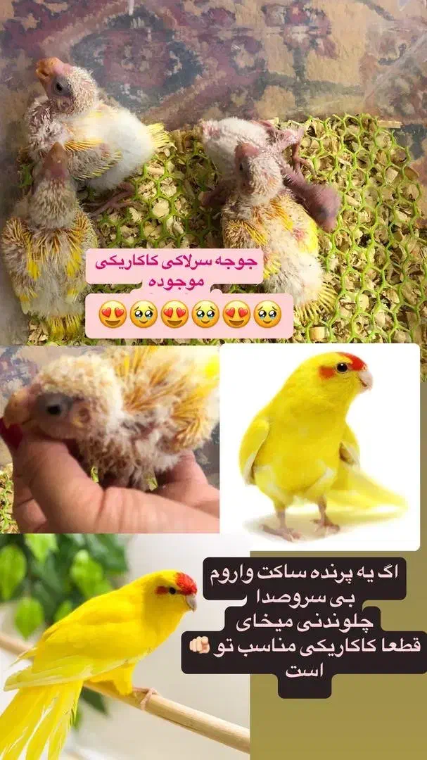 طوطی کاکاریکی|پرنده|شیراز, وصال|دیوار