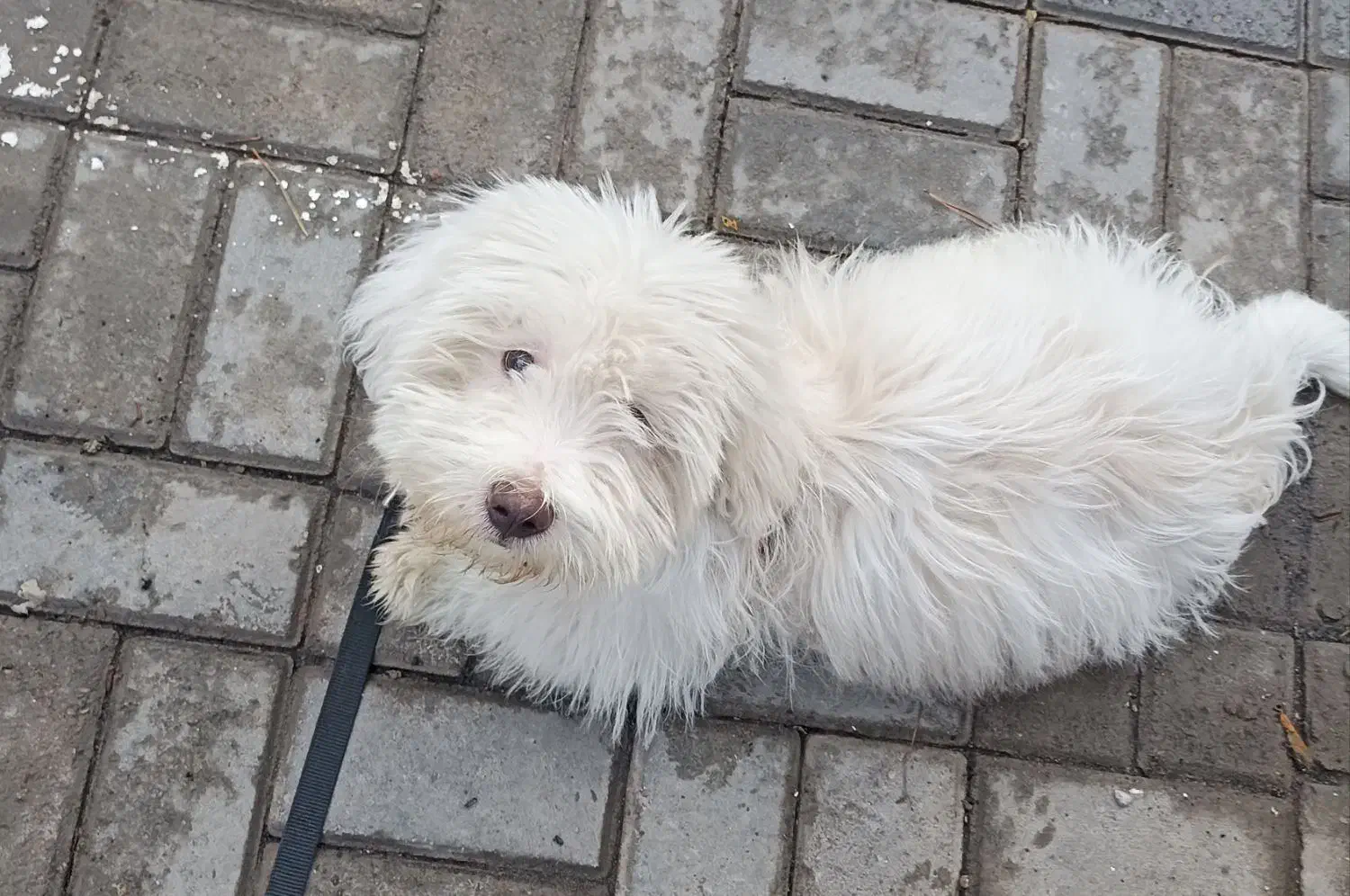 سگ شیتزو|سگ|مشهد, جاهد شهر|دیوار