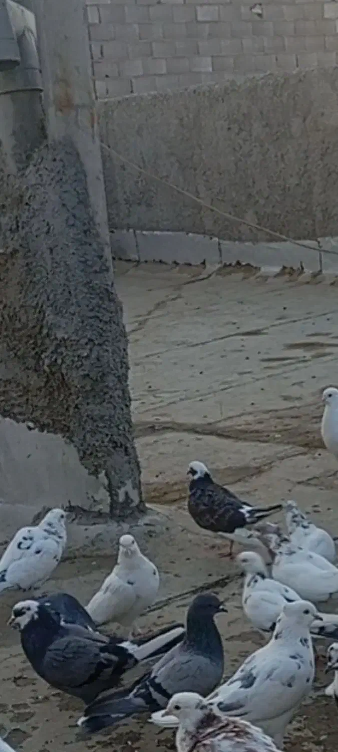 کبوتر|پرنده|پاکدشت, پاکدشت (مامازند)|دیوار