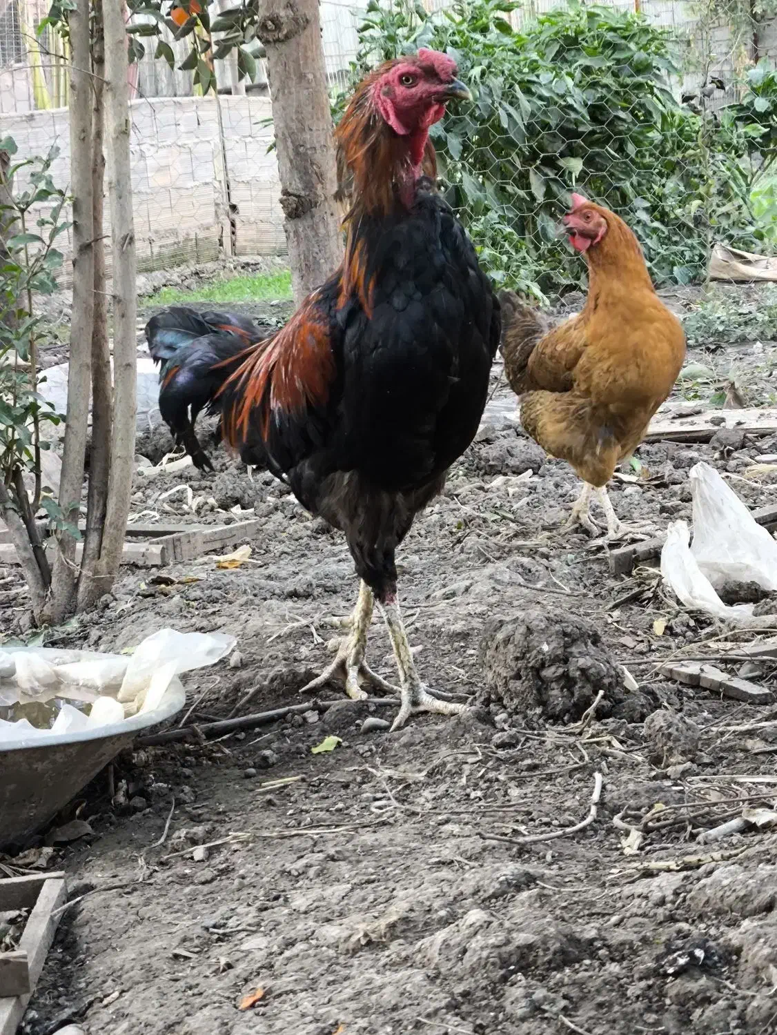 خروس لاری|حیوانات مزرعه|مزرعه کتول, |دیوار