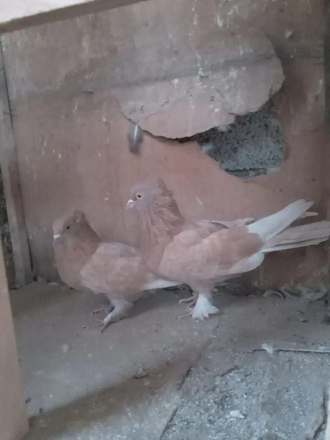 زردطلای دم سفید|پرنده|تهران, وردآورد|دیوار