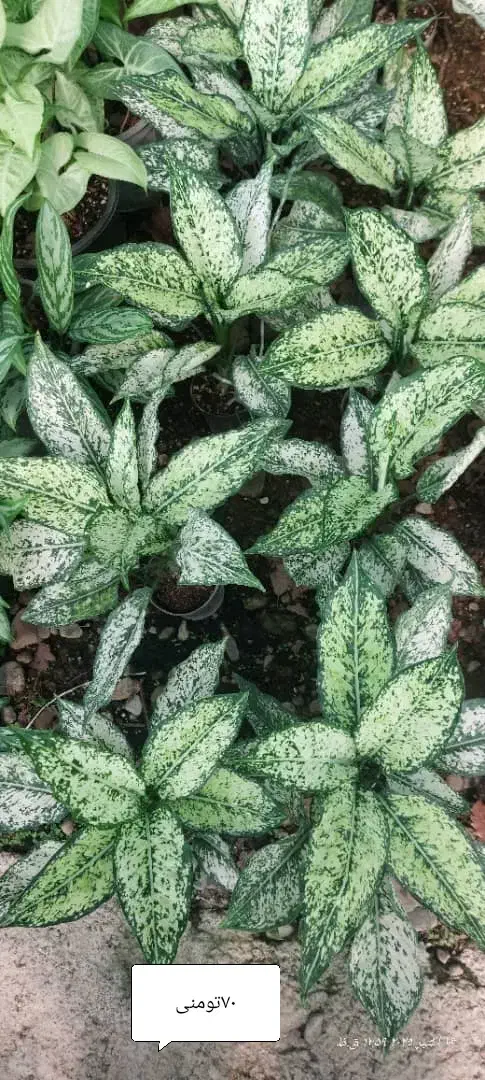 گل عمده و تکی /گل طبیعی /گل اپارتمانی حیاطی|گل و گیاه طبیعی|رشت, گلسار|دیوار