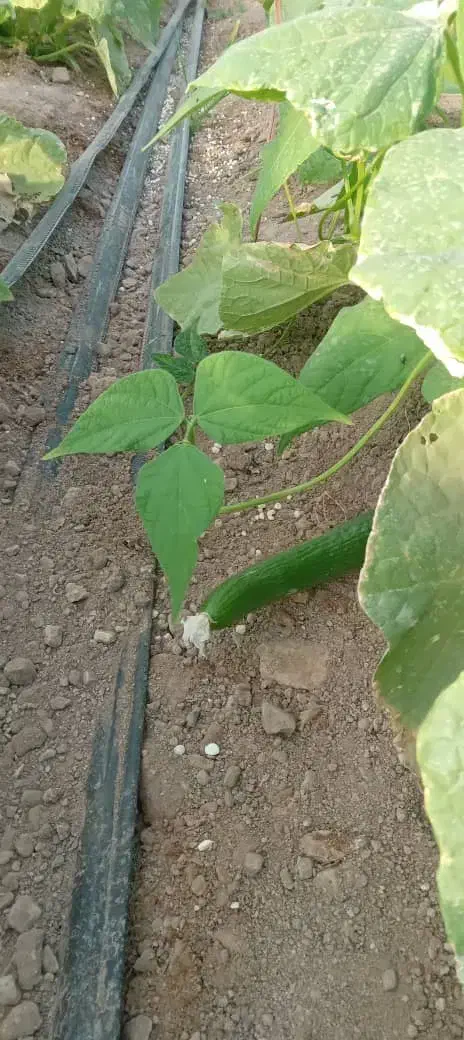 خیار سبز|خوردنی و آشامیدنی|تهران, امام زاده عبدالله|دیوار