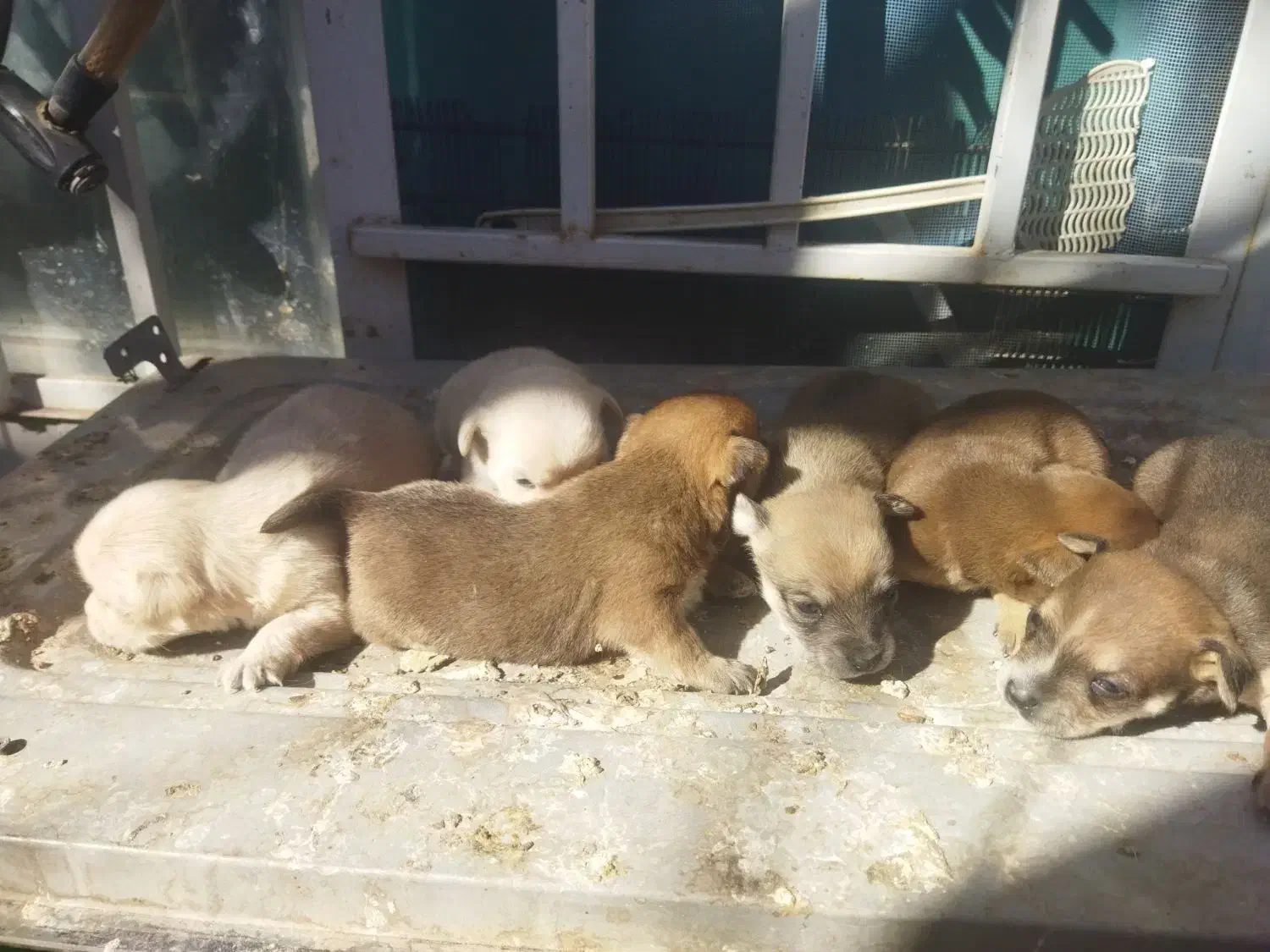 توله سگ پا کوتاه|سگ|کرمان, |دیوار