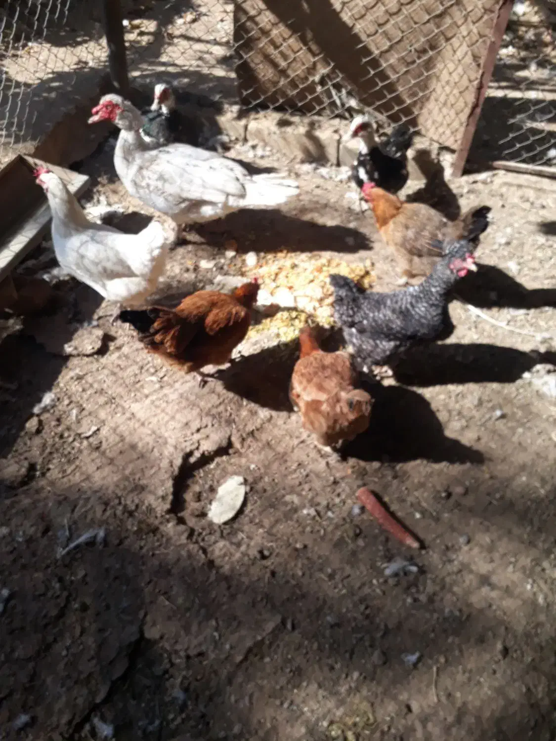 مرغ بومی و اردک اسرائیلی|حیوانات مزرعه|مبارکه, |دیوار