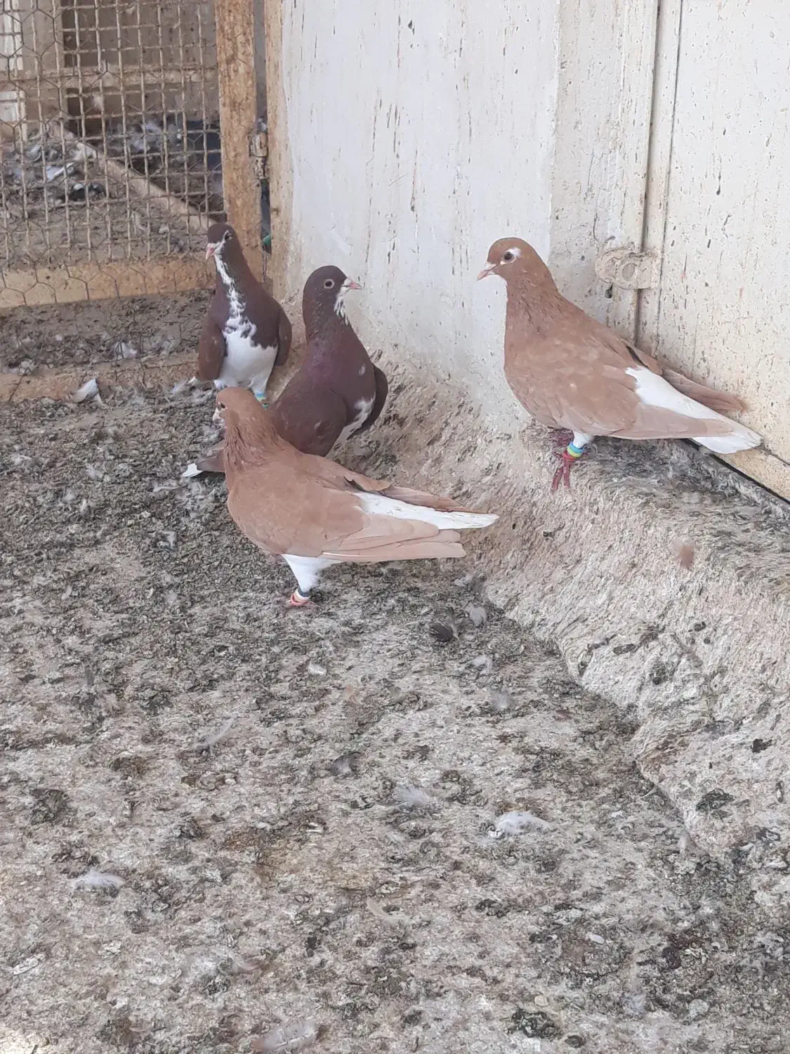 کبوتر شهری|پرنده|بوشهر, |دیوار