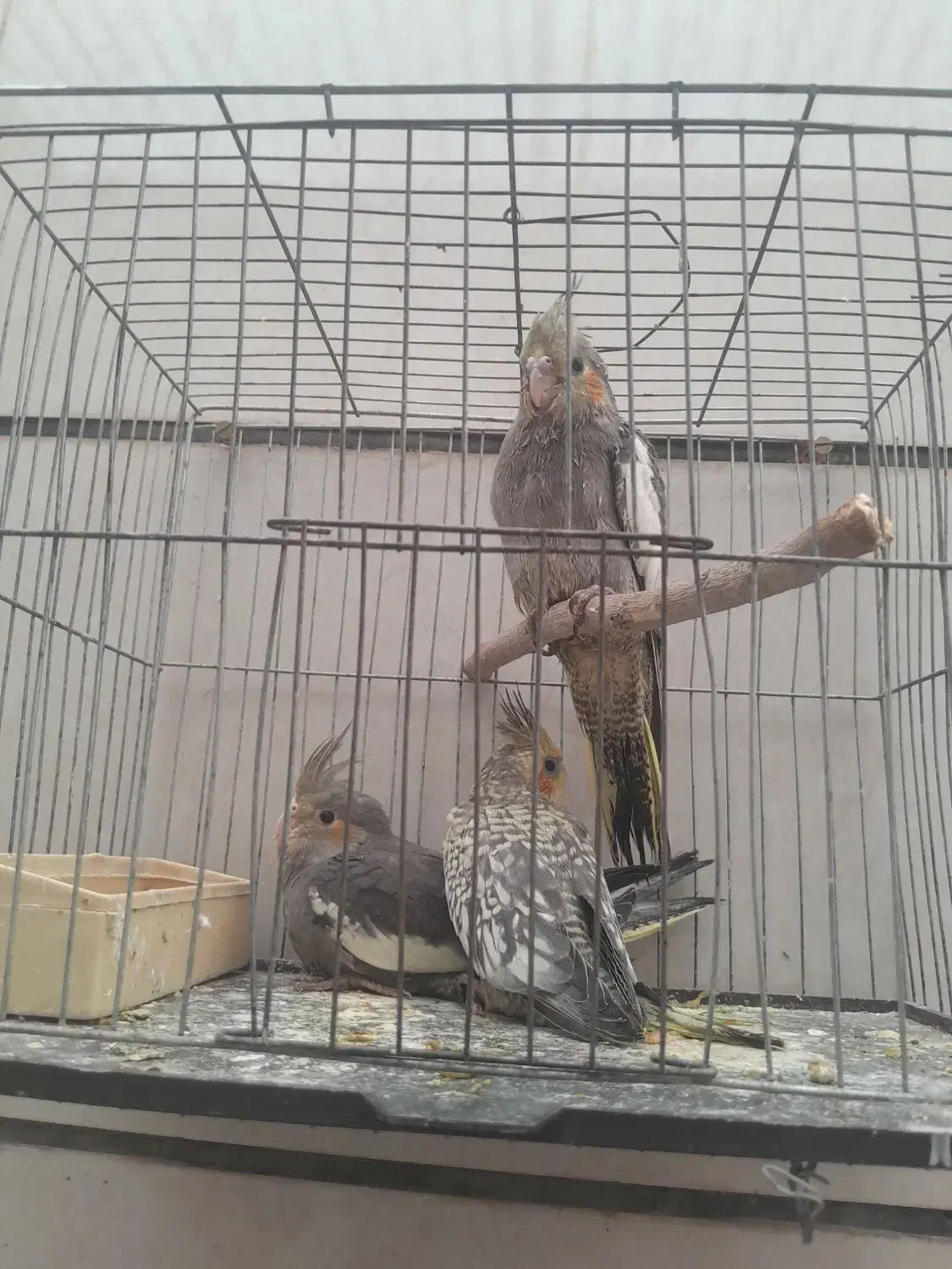 عروس هلندی|پرنده|قزوین, |دیوار