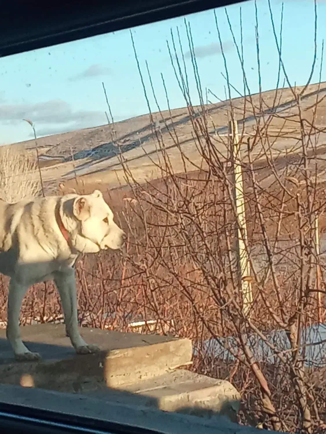 سگ سرابی|سگ|مراغه, |دیوار