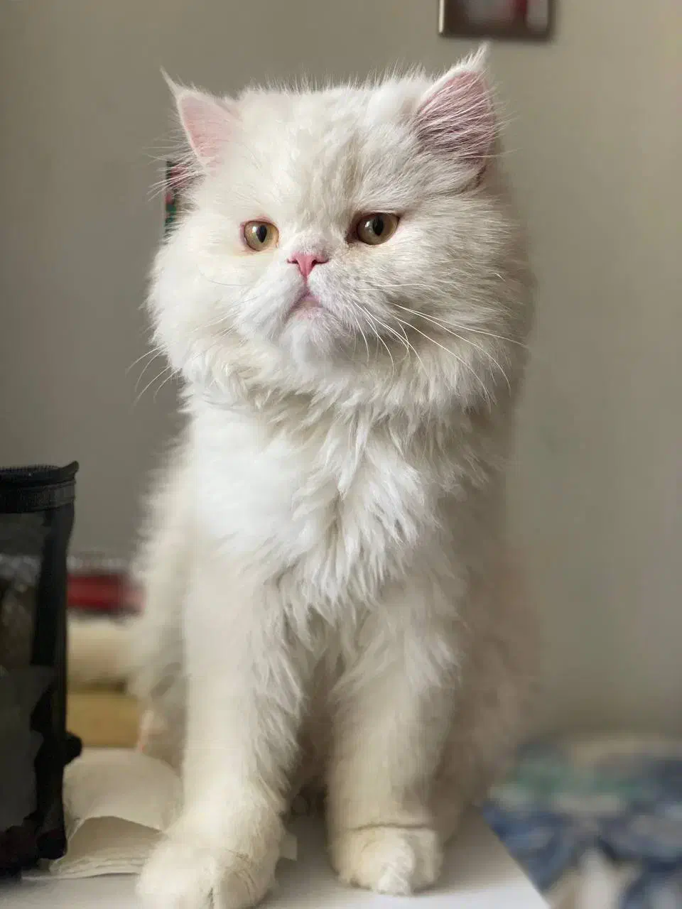 گربه گمشده محدوده مفتح توحید|گربه|بیرجند, |دیوار