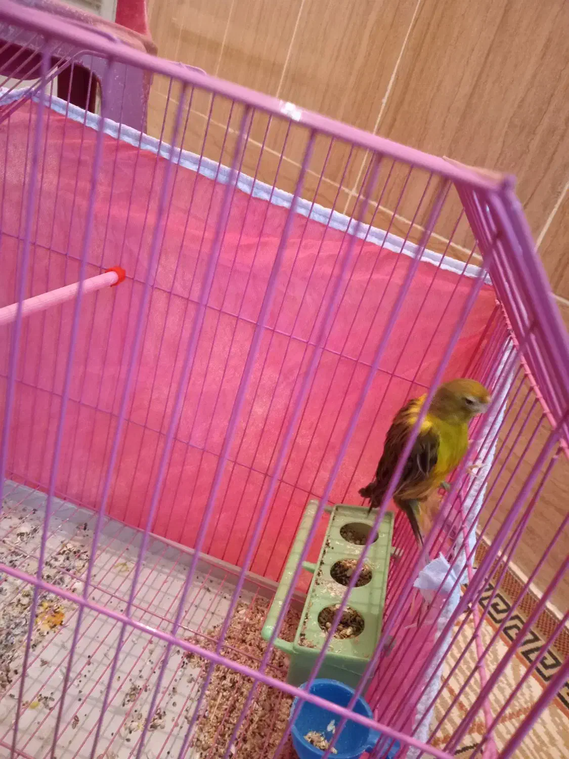 قناری نروماده|پرنده|رفسنجان, |دیوار