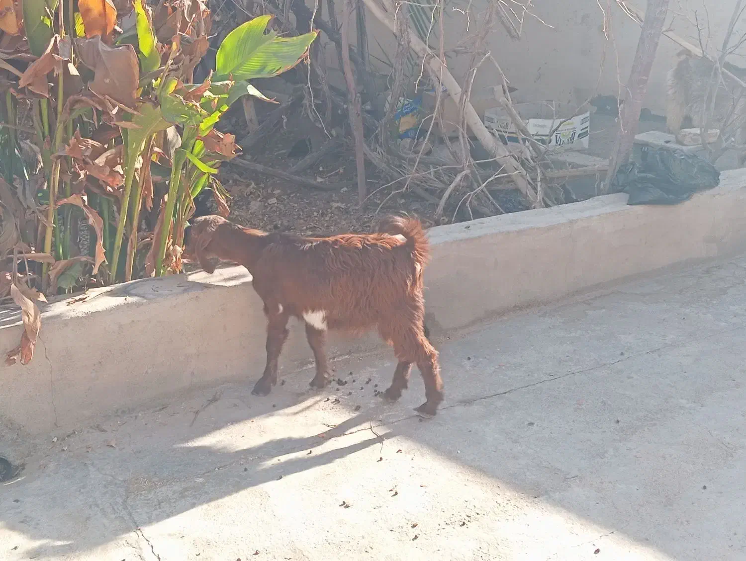 تعداد بز|حیوانات مزرعه|رفسنجان, |دیوار