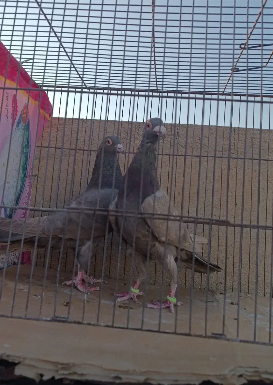 نوک گنده زد خوردی|پرنده|قم, انسجام|دیوار