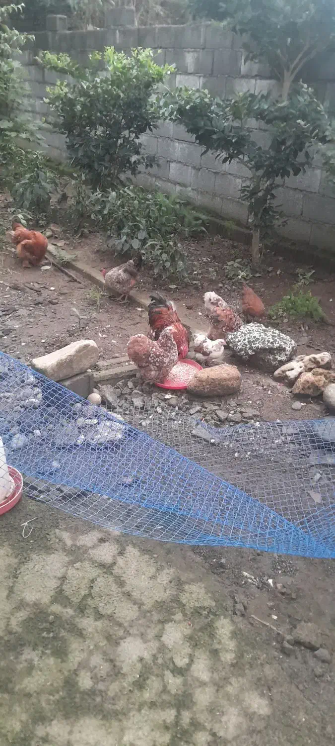 مرغ و خروس مینیاتوری|پرنده|سلمانشهر, |دیوار