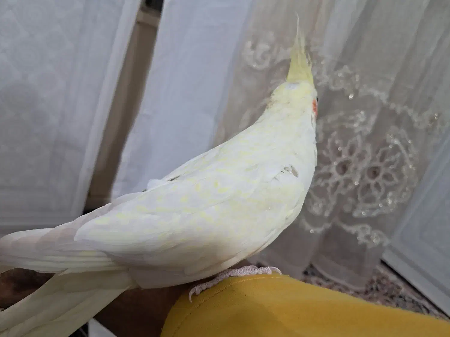 عروس هلندی آرام و دستی|پرنده|تاکستان, |دیوار