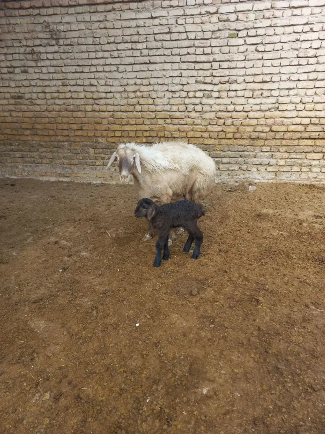میش جوان|حیوانات مزرعه|شیروان (خراسان), |دیوار