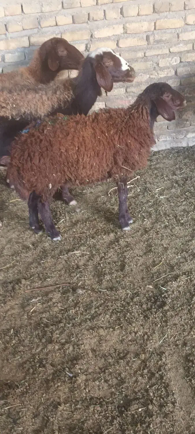 میش بز|حیوانات مزرعه|تربتحیدریه, کوی شهید احمدزاده ملکی|دیوار