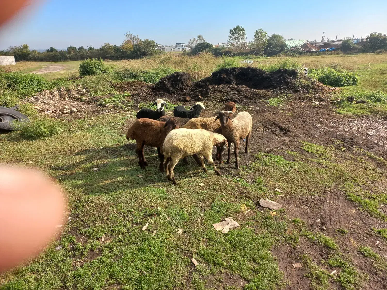 فروش بره نر|حیوانات مزرعه|چمستان, |دیوار
