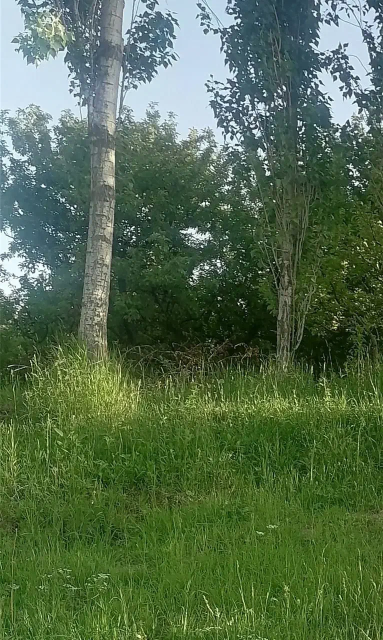 درخت قلمه تبریزی|گل و گیاه طبیعی|صومای برادوست, |دیوار