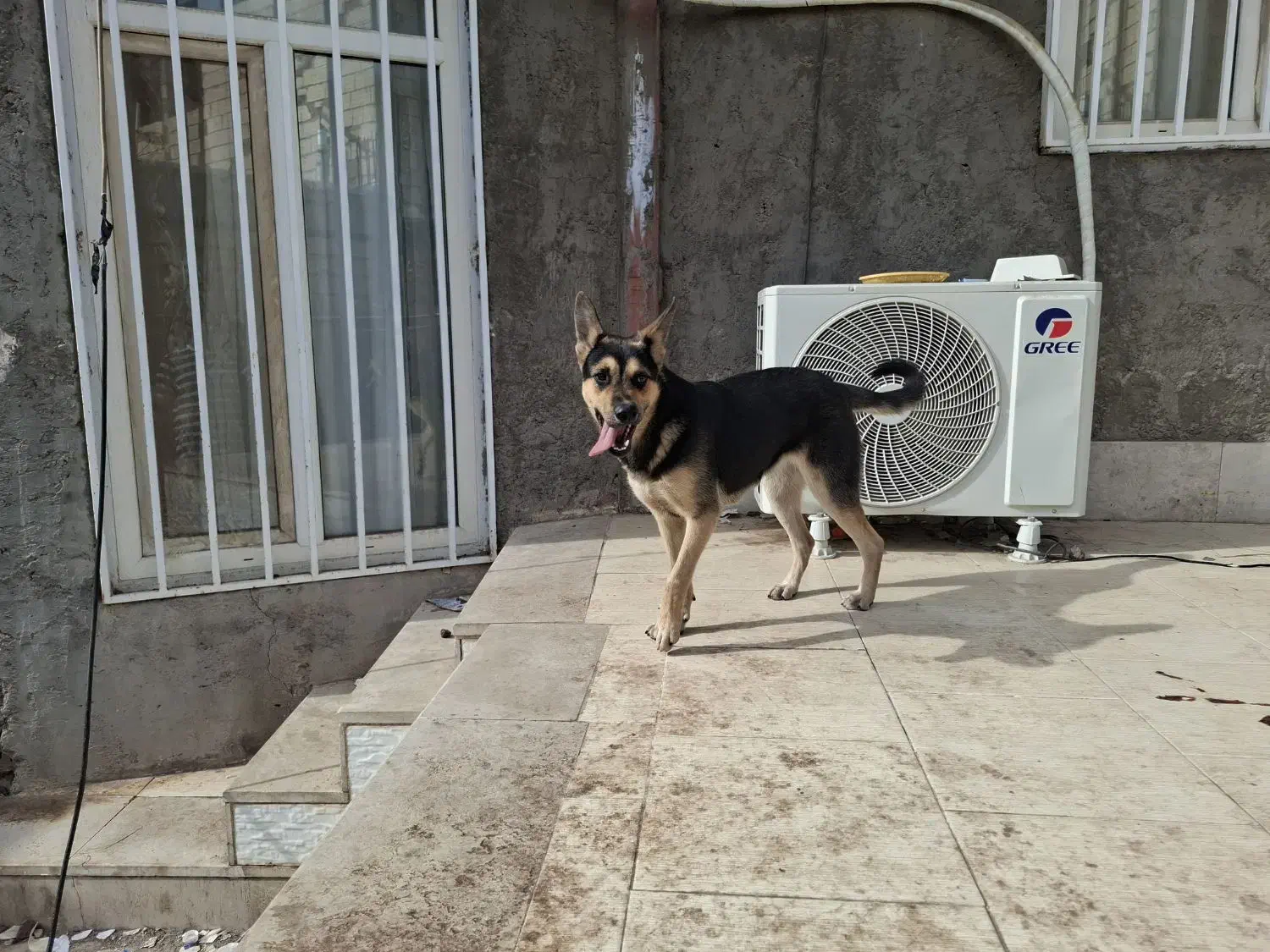 واگذاری ژرمن|سگ|سیرجان, |دیوار