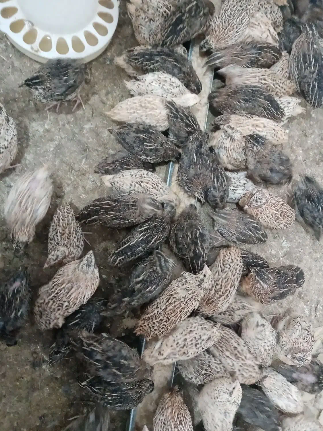 بلدرچین|حیوانات مزرعه|سبزوار, کلاته سیفر|دیوار