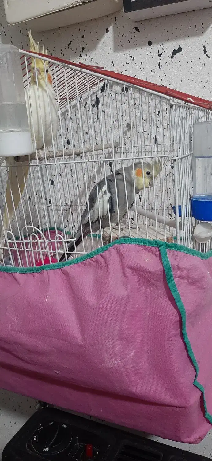 یک جفت عروس هلندی سخنگو،دستی|پرنده|شیراز, کوی زهرا|دیوار