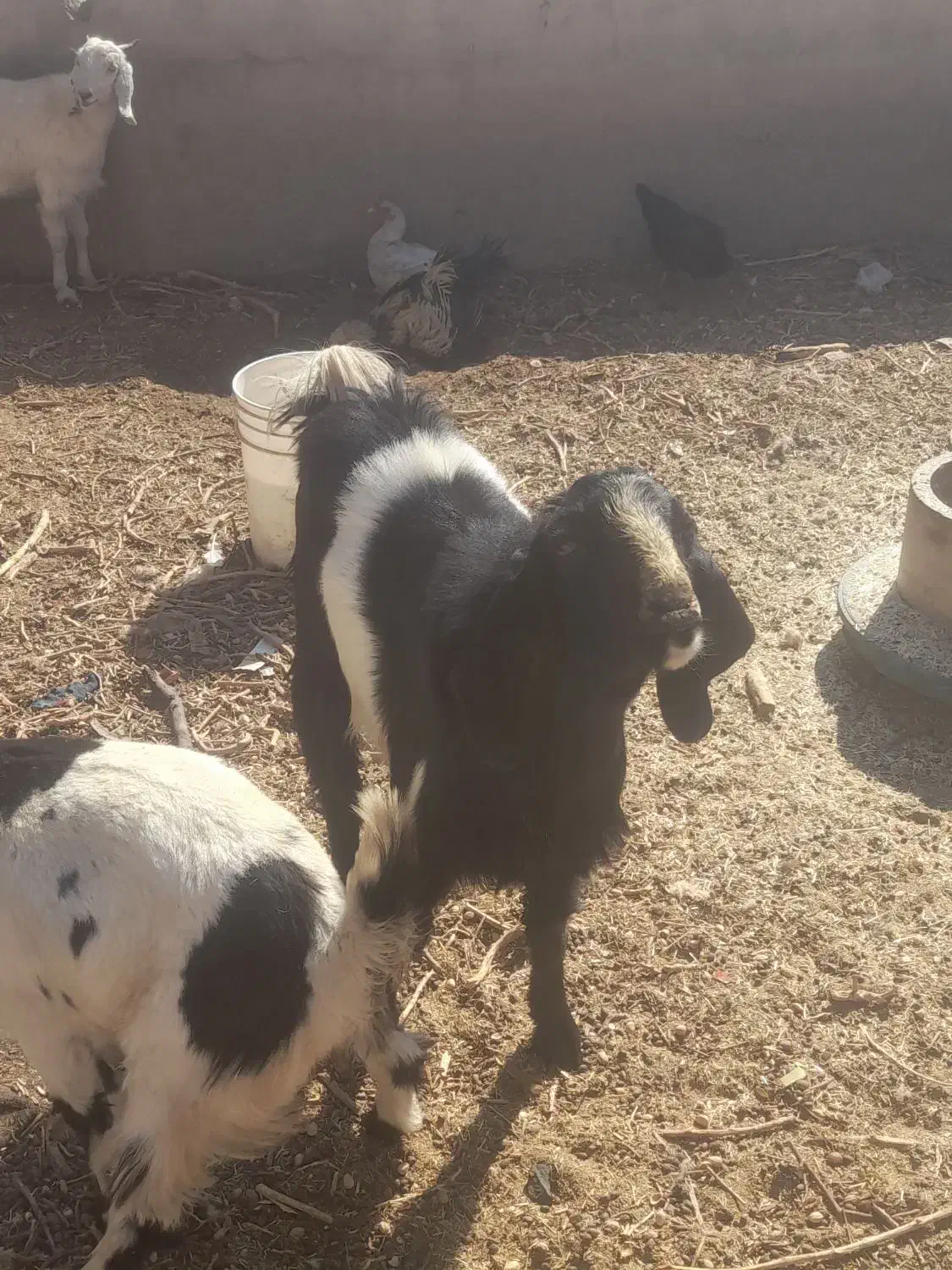 کره پاکستانی|حیوانات مزرعه|سیرجان, |دیوار