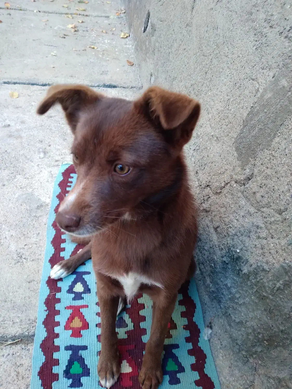 سگ حرف گوش کن|سگ|خلخال, |دیوار