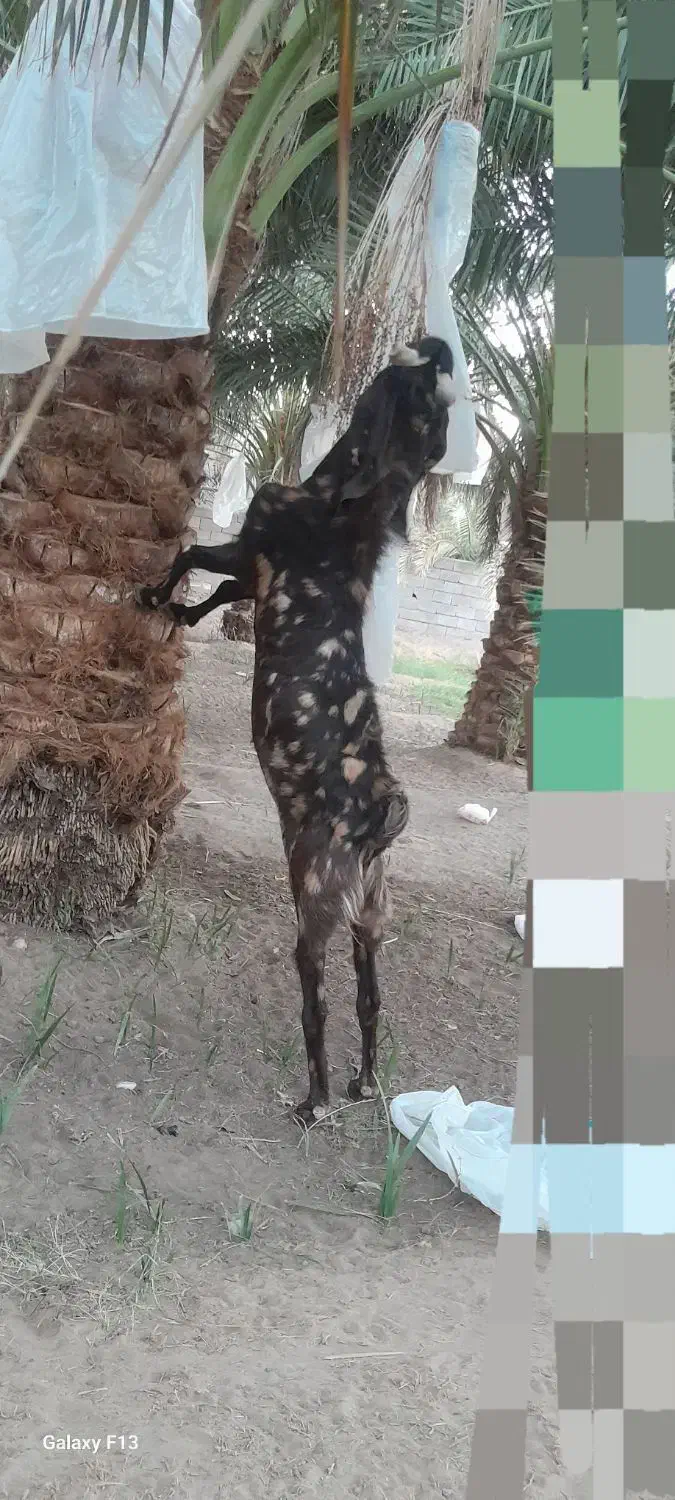 نری کاموری|حیوانات مزرعه|فهرج, |دیوار