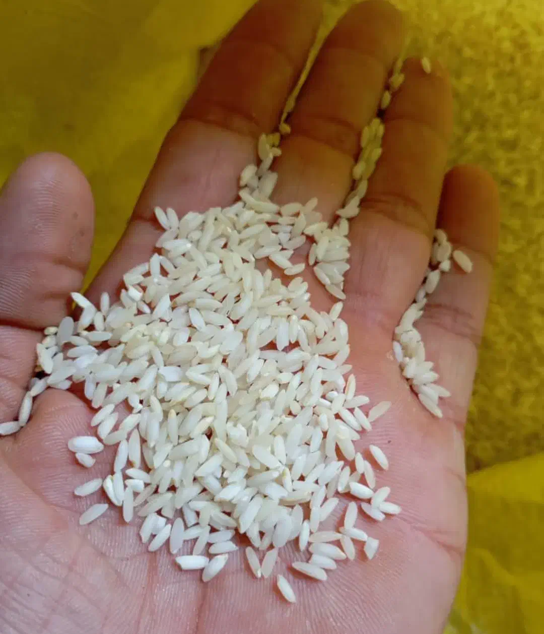 برنج عنبر بو اهواز|خوردنی و آشامیدنی|بندر گناوه, |دیوار