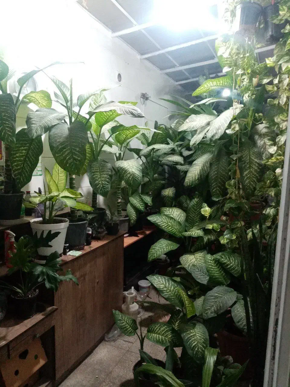 گل خاک|گل و گیاه طبیعی|مشهد, مشکینی (شهرک غرب)|دیوار