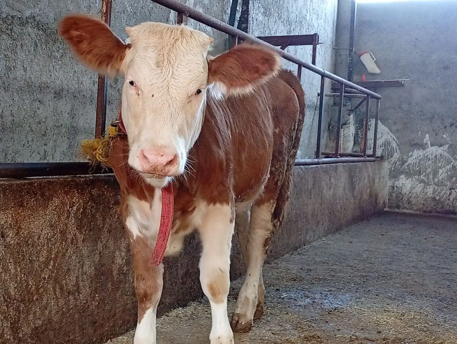 دو راس گوساله سیمینتال ماده و نر امریکایی|حیوانات مزرعه|قائم‌شهر, |دیوار