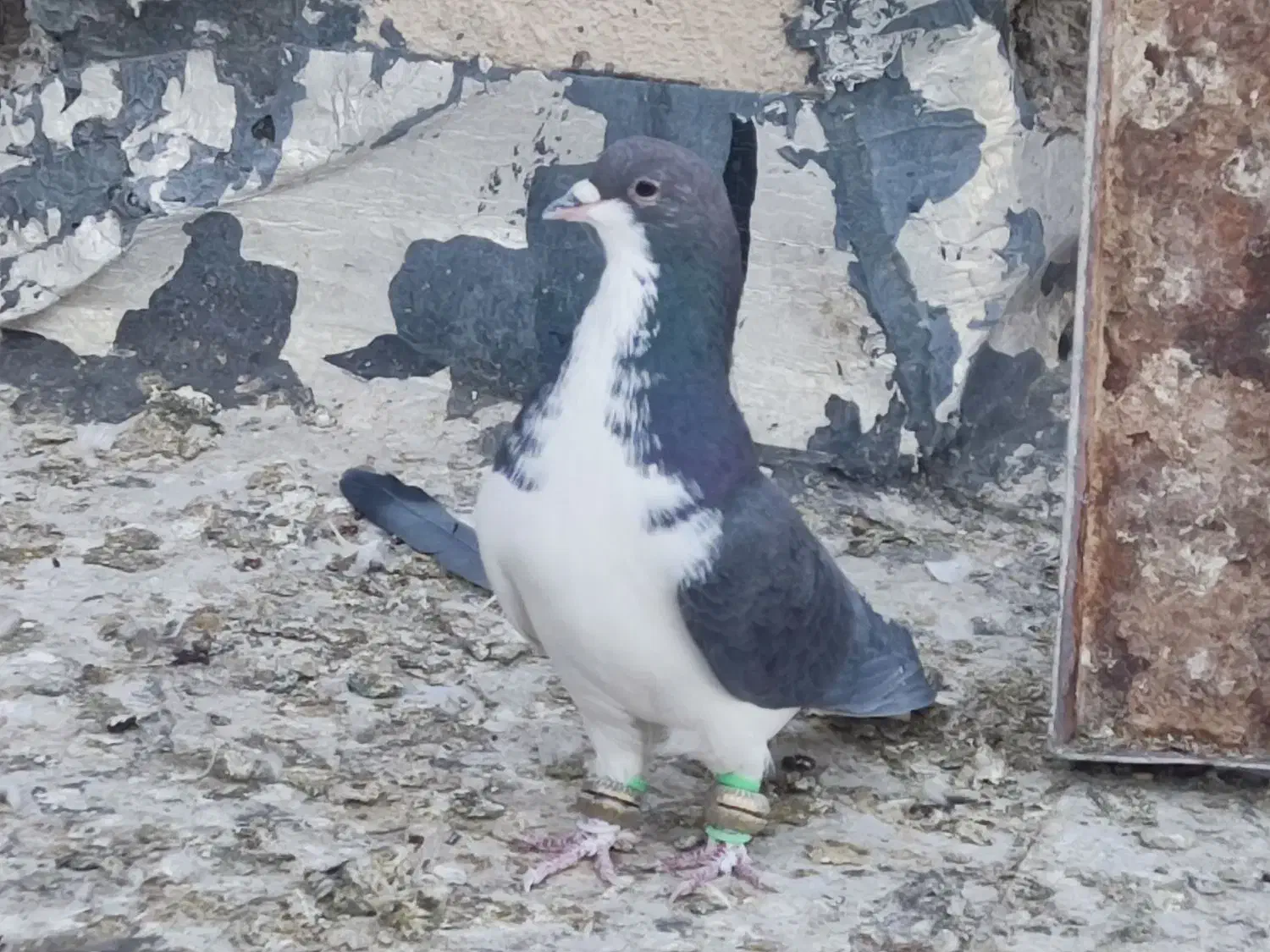 کبوتر|پرنده|شیراز, سعدیه شمالی|دیوار