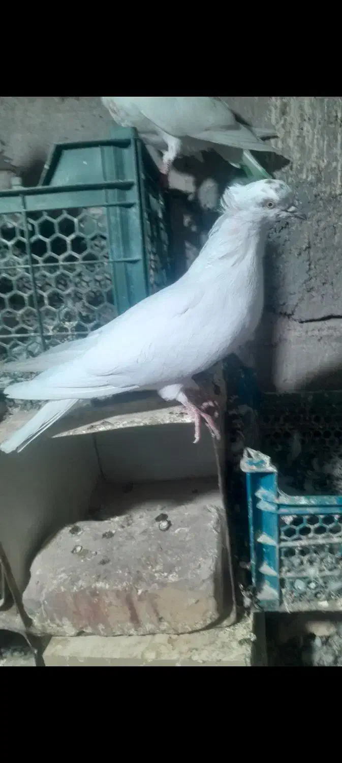 کبوتر|پرنده|بافت, |دیوار