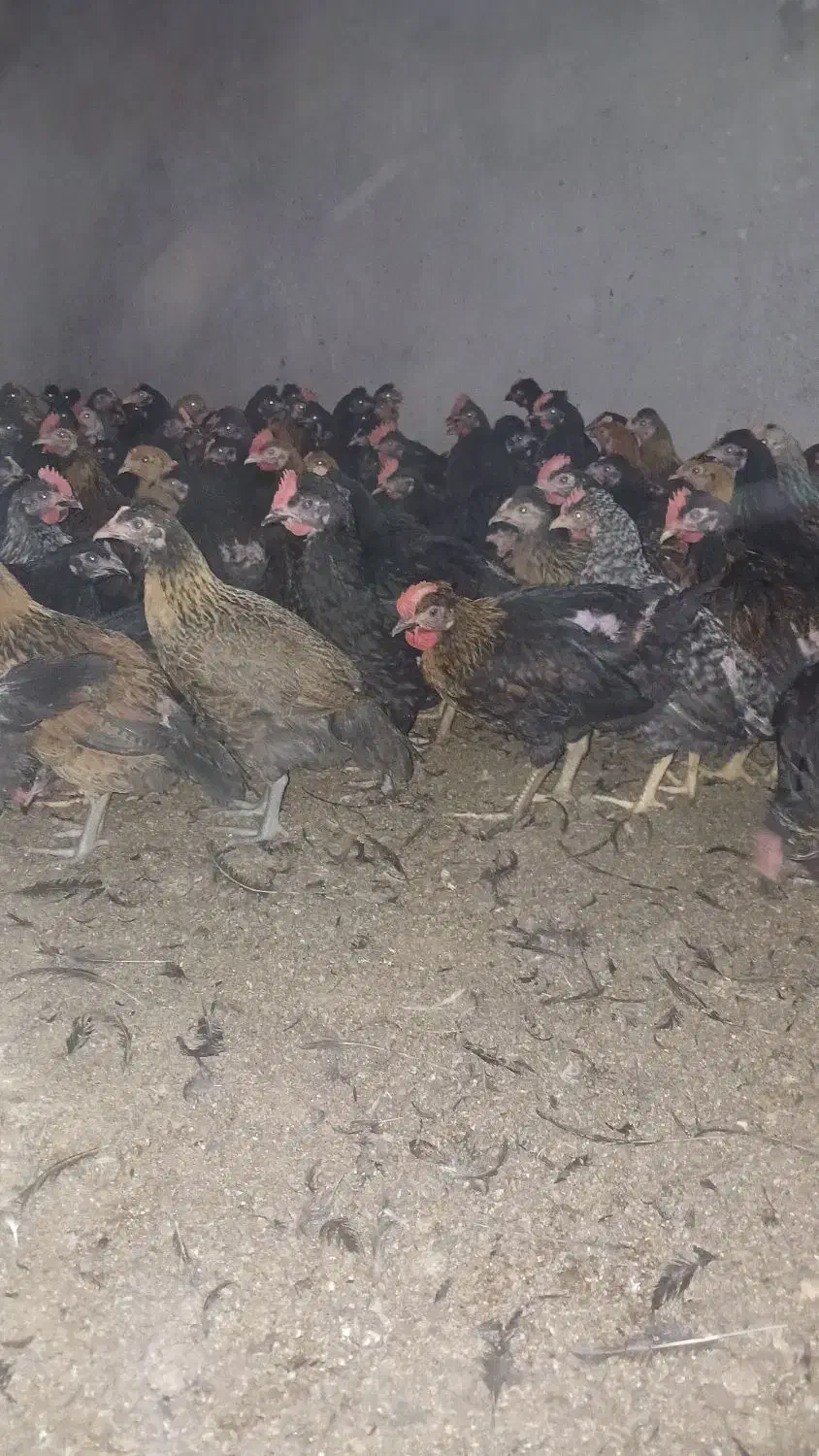 جوجه محلی|حیوانات مزرعه|مرودشت, محمد آباد|دیوار