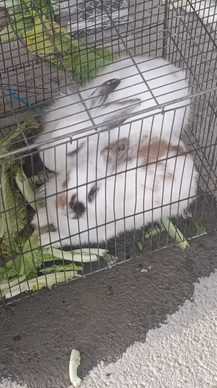 ۲ عدد خرگوش|موش و خرگوش|سنندج, |دیوار