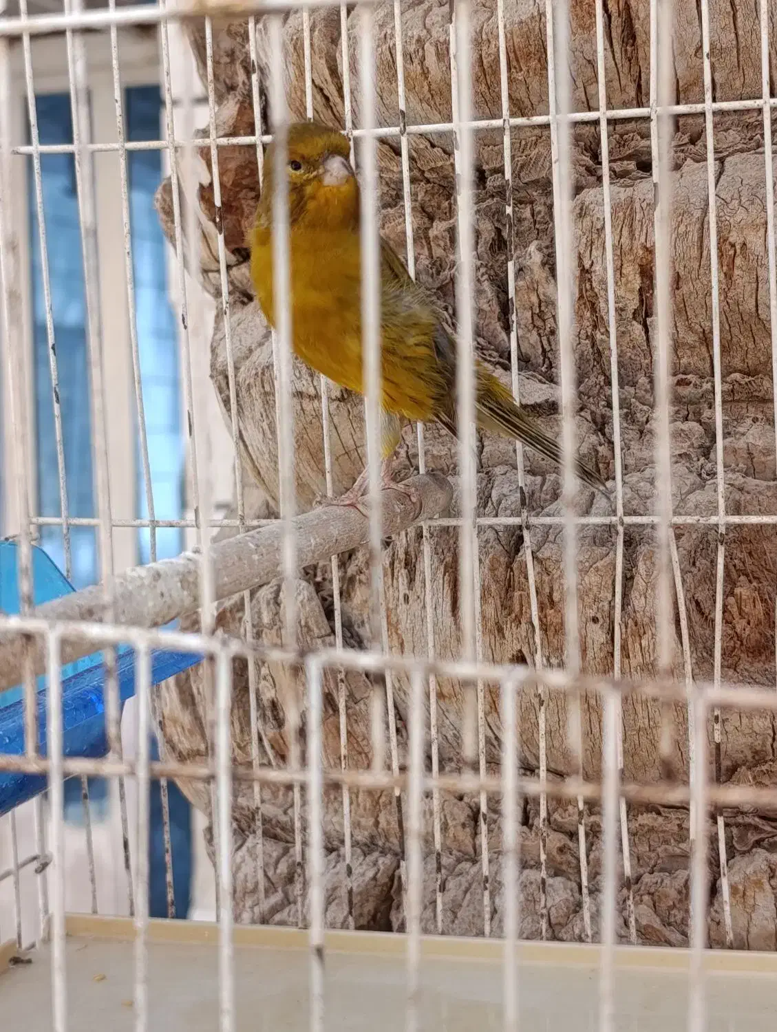 قناری نر ریزه خونی|پرنده|امیدیه, |دیوار